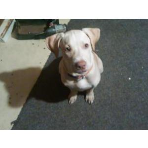 Lost Dog Yoda