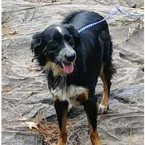 Lost Dog Boomer