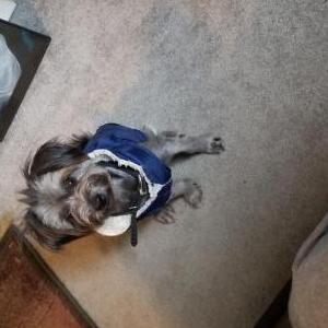 Lost Dog Odin