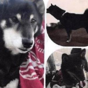 Lost Dog Baby