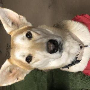 Lost Dog Bonita