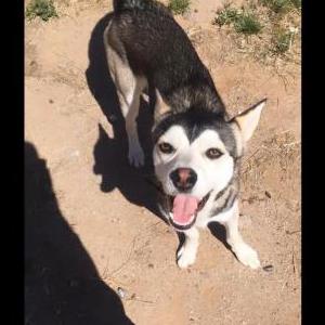 Lost Dog Kiba