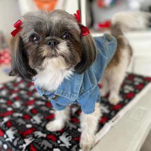Lost Dog Bella
