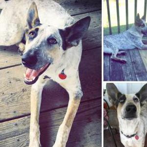 Lost Dog waylon