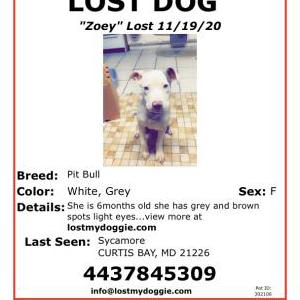 2nd Image of Zoey, Lost Dog