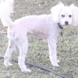 Lost Dog Caramelo