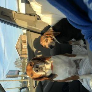 Lost Dog Gunner & Callie