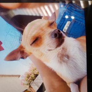 Lost Dog Bella