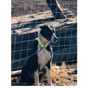 Lost Dog Fly