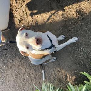 Found Dog Unknown
