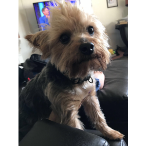 Lost Dog Cash