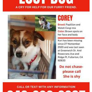 Lost Dog Corey