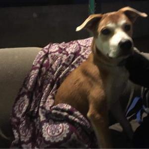 Found Dog ?????