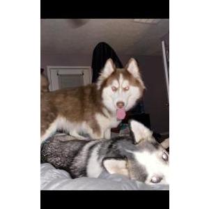 Lost Dog Stewie