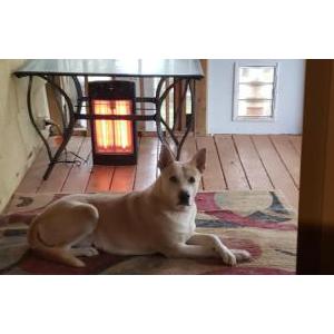 Lost Dog Kahn