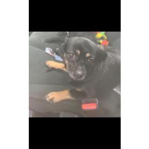 Lost Dog Deja