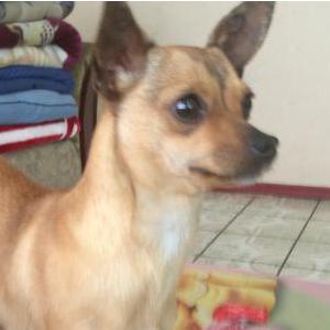 Lost Dog princess