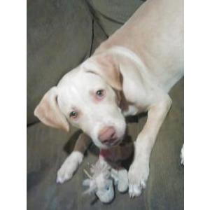 Lost Dog Yoda