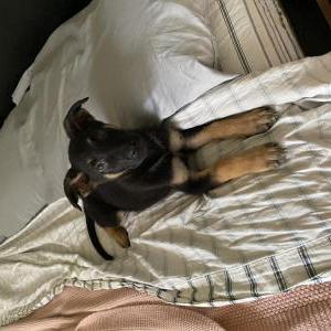 Lost Dog Klaus
