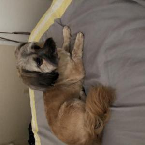 Lost Dog Sugar