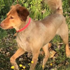 Lost Dog Rosie