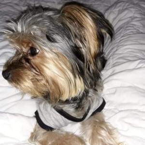 Lost Dog Oakley
