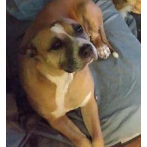 Lost Dog Venus