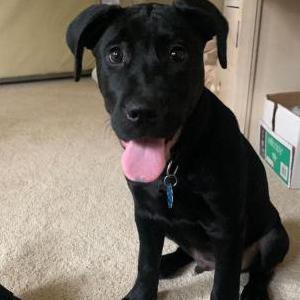 Lost Dog Porter