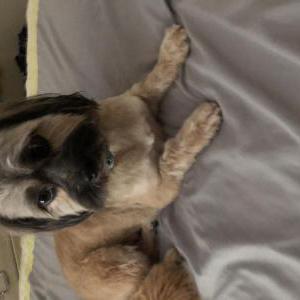 Lost Dog Sugar