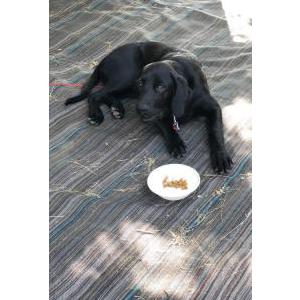 Lost Dog Lui