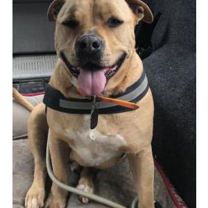 Lost Dog Cesar