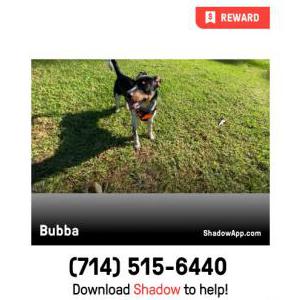 Lost Dog Bubba