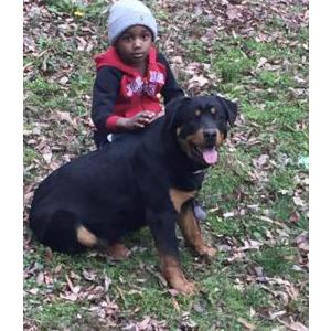 Lost Dog Ace