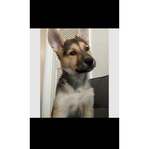 Lost Dog Honey
