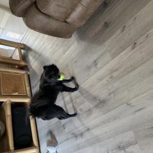 Lost Dog Gizmo