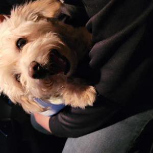 Found Dog Unknown