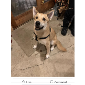 Found Dog Unknown