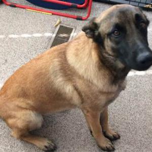 Lost Dog Holly