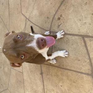 Lost Dog Luka