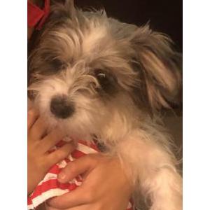 Lost Dog Emgy
