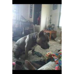Lost Dog Molly may