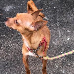Lost Dog KC