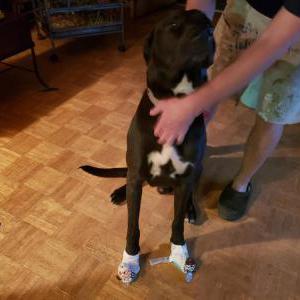 Lost Dog Henry