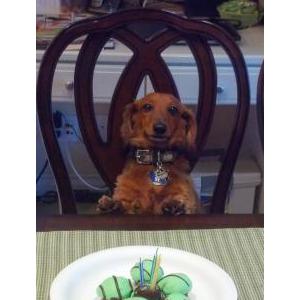 Lost Dog Dodger