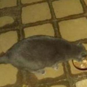 2nd Image of Blue, Lost Cat