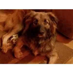 Lost Dog Misty