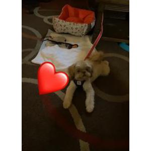 Lost Dog Chanel