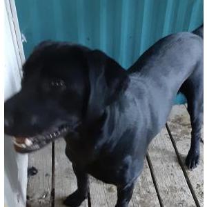 Lost Dog Dexter