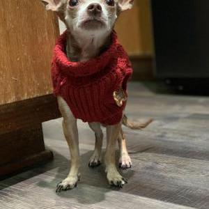 Lost Dog Charlie