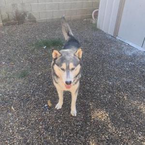Lost Dog Sparky